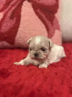 Elsa, a female Shih Tzu for sale in Forest, OH – Photo 3 of 5