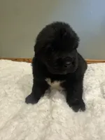 Luke, a male Newfoundland for sale in Forest, OH – 2 of 5