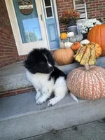 Alfie, a male Newfoundland for sale in Forest, OH – 3 of 5