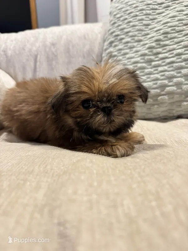 Baxter – Shih Tzu puppy for sale in Forest, OH