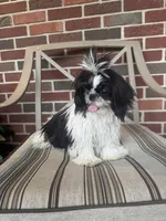 Lucy, a female Shih Tzu for sale in Forest, OH – 2 of 2