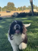 Bowser, a male Newfoundland for sale in Forest, OH – 4 of 5