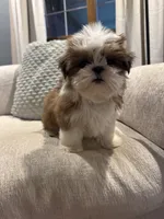 Sadie, a female Shih Tzu for sale in Forest, OH – 2 of 3