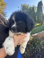 Alfie, a male Newfoundland for sale in Forest, OH – 2 of 5