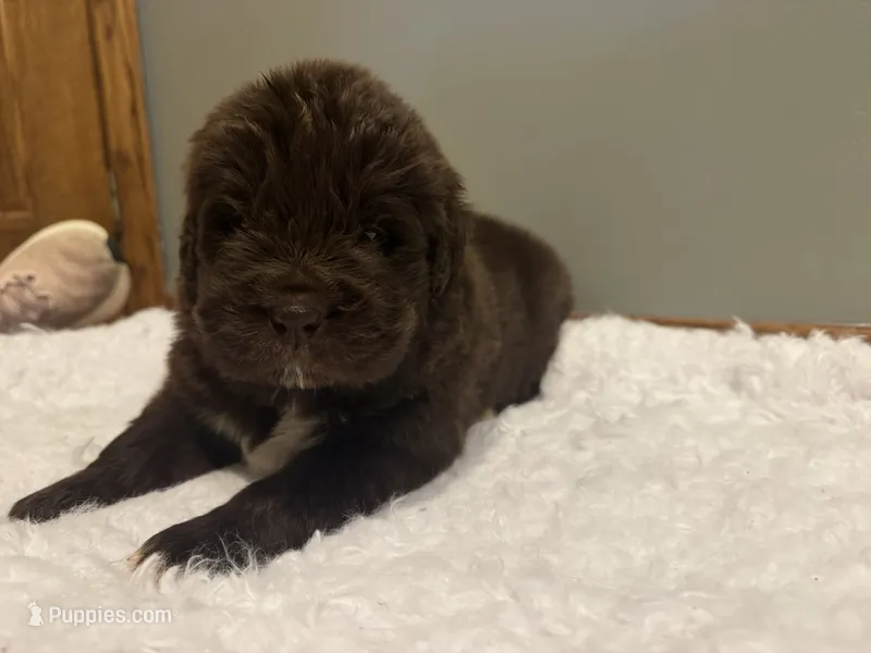 Bowser – Newfoundland puppy for sale in Forest, OH