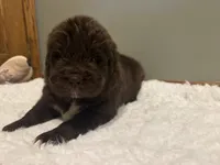 Bowser, a male Newfoundland for sale in Forest, OH – 1 of 4