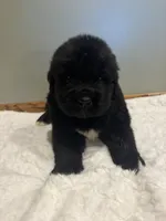Luke, a male Newfoundland for sale in Forest, OH – 4 of 5