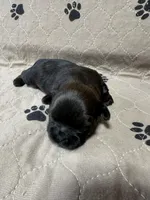 Little Jimmy, a male Shih Tzu for sale in Forest, OH – Photo 3 of 3