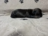 Little Jimmy, a male Shih Tzu for sale in Forest, OH – Photo 2 of 3