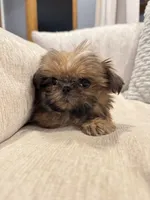 Baxter, a male Shih Tzu for sale in Forest, OH – 2 of 3