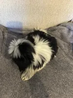 Olaf, a male Shih Tzu for sale in Forest, OH – 2 of 3