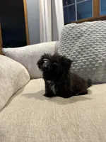 Daisy, a male Shih Tzu for sale in Forest, OH – 2 of 2