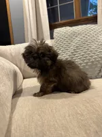 Leo, a male Shih Tzu for sale in Forest, OH – 2 of 3