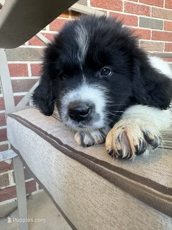 Lainey, a female Newfoundland for sale in Forest, OH – 1 of 3
