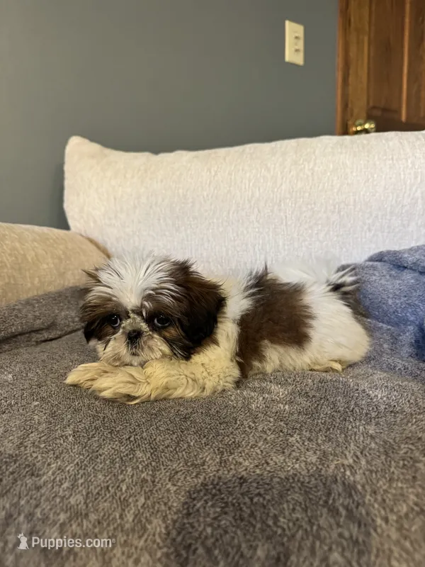 Elsie – Shih Tzu puppy for sale in Forest, OH