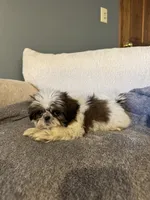 Elsie, a female Shih Tzu for sale in Forest, OH – 1 of 2