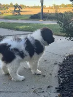 Bowser, a male Newfoundland for sale in Forest, OH – 5 of 5