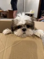 Sadie, a female Shih Tzu for sale in Forest, OH – 3 of 3