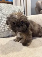 Baxter, a male Shih Tzu for sale in Forest, OH – 3 of 3