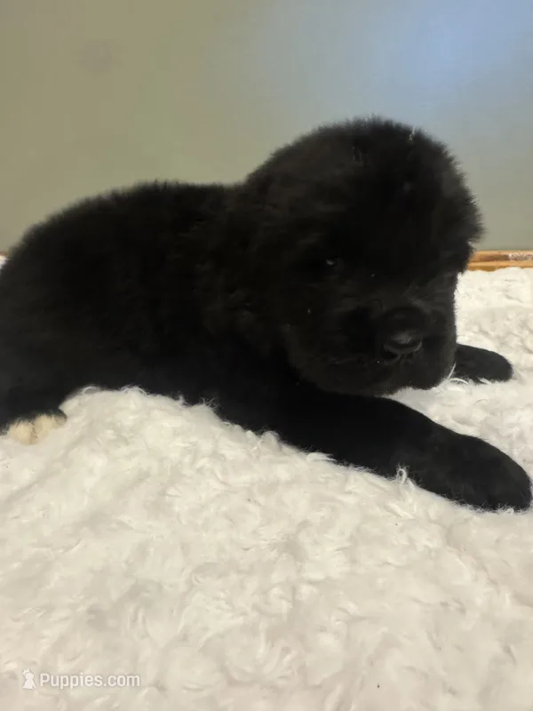 Luke – Newfoundland puppy for sale in Forest, OH