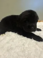 Luke, a male Newfoundland for sale in Forest, OH – 1 of 5