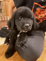 Dutton, a female Newfoundland for sale in Forest, OH – 2 of 2
