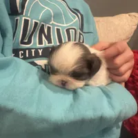 Bluey, a female Shih Tzu for sale in Forest, OH – Photo 4 of 7