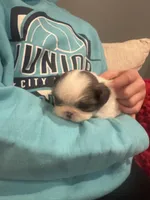 Bluey, a female Shih Tzu for sale in Forest, OH – Photo 4 of 7