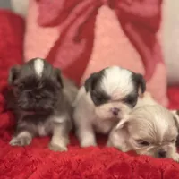 Bluey, a female Shih Tzu for sale in Forest, OH – Photo 6 of 7