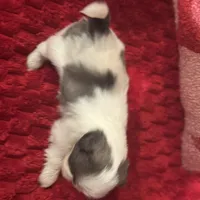 Bluey, a female Shih Tzu for sale in Forest, OH – Photo 2 of 7