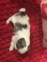 Bluey, a female Shih Tzu for sale in Forest, OH – Photo 2 of 7