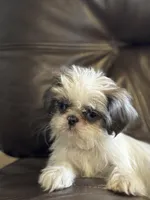 Bluey, a female Shih Tzu for sale in Forest, OH – 2 of 9