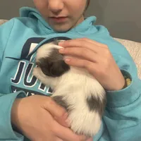 Bluey, a female Shih Tzu for sale in Forest, OH – Photo 5 of 7