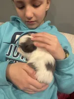 Bluey, a female Shih Tzu for sale in Forest, OH – Photo 5 of 7