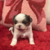 Bluey, a female Shih Tzu for sale in Forest, OH – Photo 3 of 7