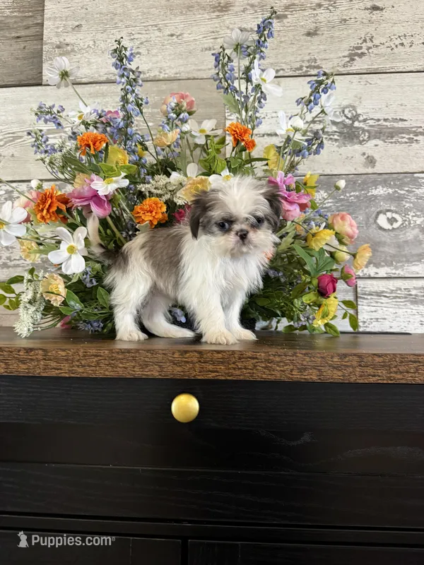 Bluey – Shih Tzu puppy for sale in Forest, OH