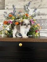 Bluey, a female Shih Tzu for sale in Forest, OH – 1 of 9