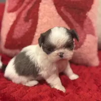 Bluey, a female Shih Tzu for sale in Forest, OH – Photo 1 of 7