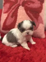 Bluey, a female Shih Tzu for sale in Forest, OH – Photo 1 of 7