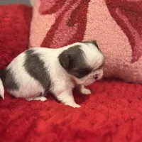 Bluey, a female Shih Tzu for sale in Forest, OH – Photo 7 of 7