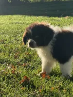 Bowser, a male Newfoundland for sale in Forest, OH – 3 of 5
