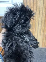 Tina, a female Shih Tzu for sale in Forest, OH – Photo 2 of 3