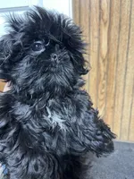 Tina, a female Shih Tzu for sale in Forest, OH – Photo 1 of 3