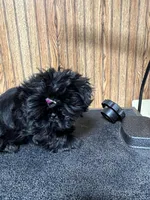 Tina, a female Shih Tzu for sale in Forest, OH – Photo 3 of 3