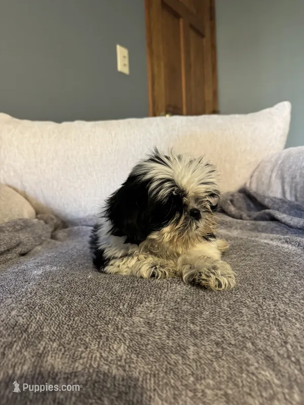 Olaf – Shih Tzu puppy for sale in Forest, OH