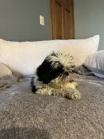 Olaf, a male Shih Tzu for sale in Forest, OH – 1 of 3