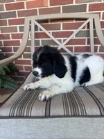 Lainey, a female Newfoundland for sale in Forest, OH – 3 of 3