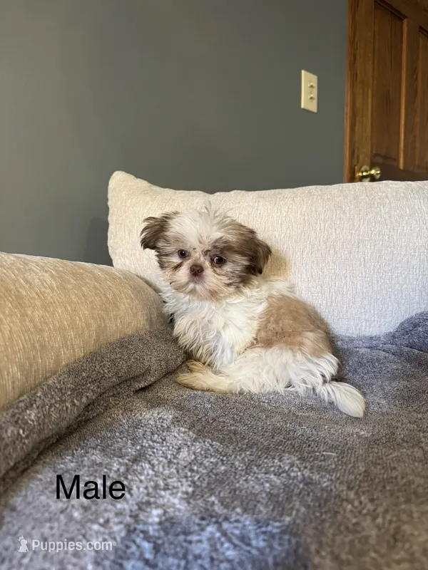 Bingo – Shih Tzu puppy for sale in Forest, OH