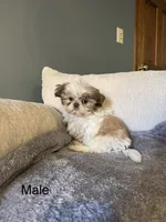 Bingo, a male Shih Tzu for sale in Forest, OH – 1 of 2