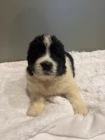 Rhett, a male Newfoundland for sale in Forest, OH – 2 of 4